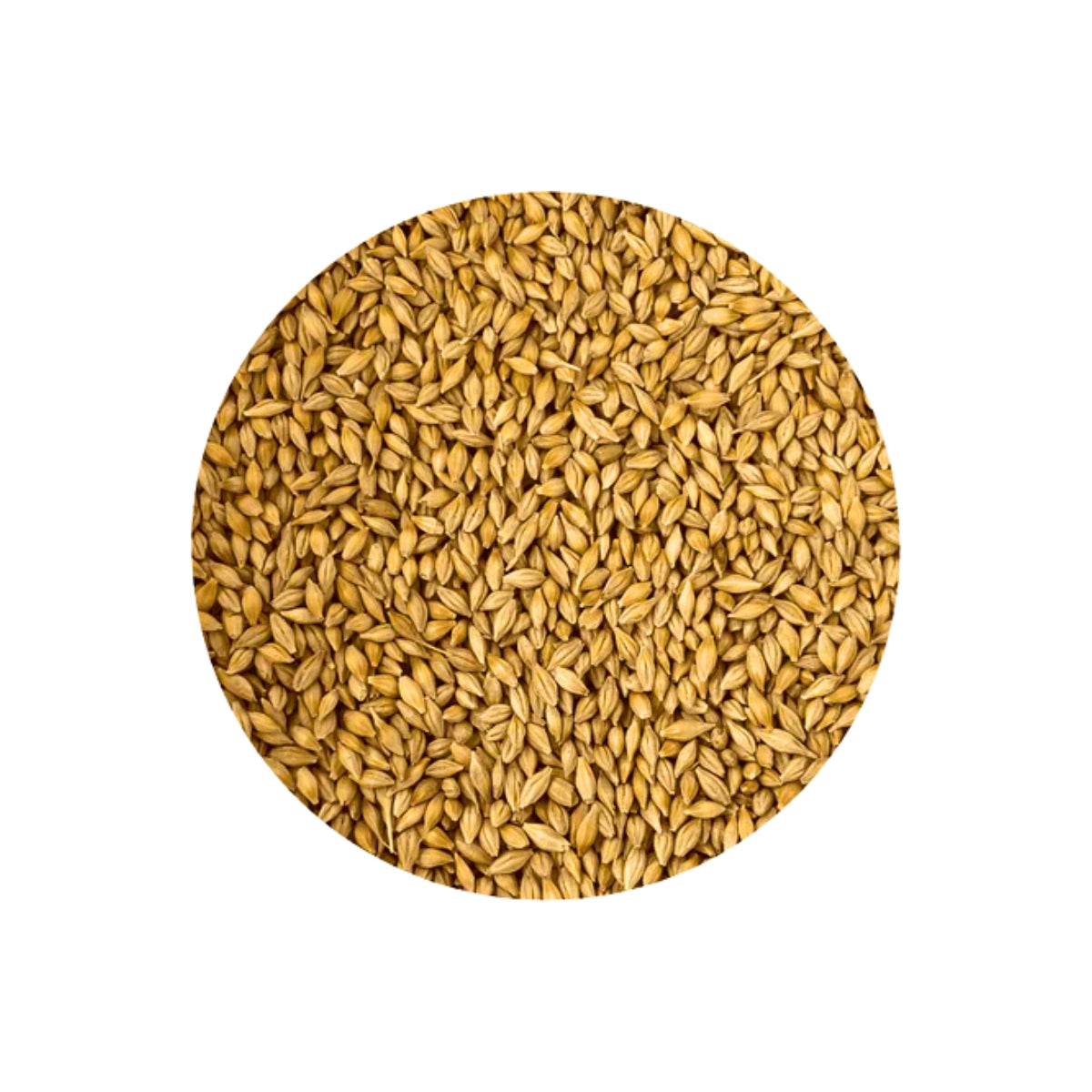 Barley Whole